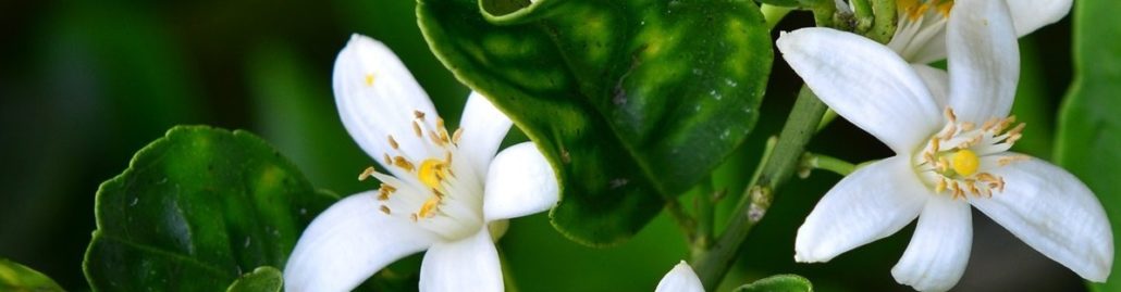 Neroli Pure PflanzenEssenzen und Öle DOTERRA doTerra