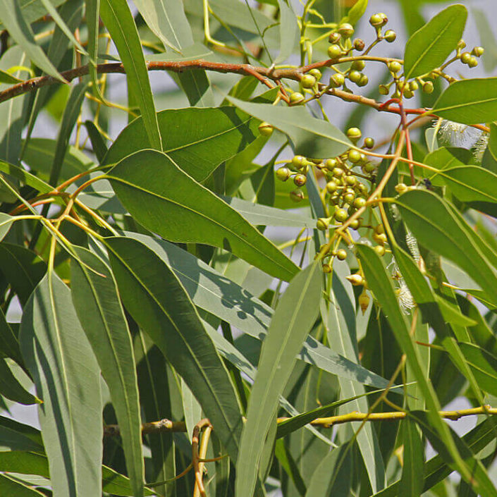 LEMON EUCALYPTUS - Zitronen Eukalyptus (Eucalyptus Citriodora)