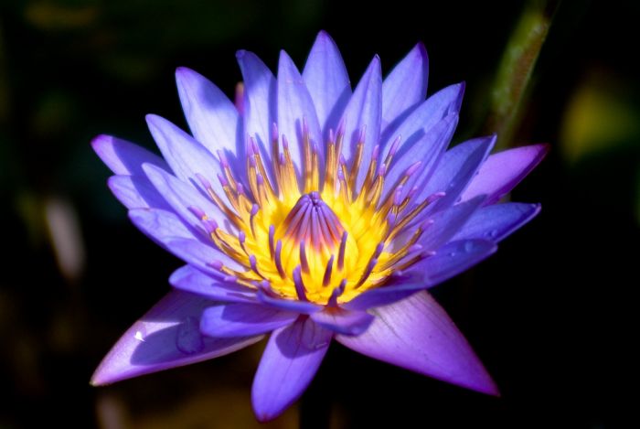 50 Gramm Blauer Lotus Blüten, Nymphaea caerulea, Blume der Erleuchtung